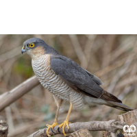 گونه پیغو Levant Sparrowhawk